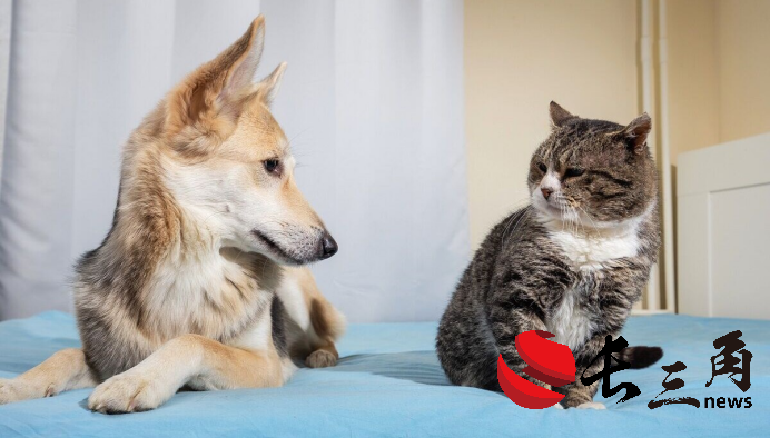 從犬貓到異寵：寵智靈品種識(shí)別能力的全域覆蓋